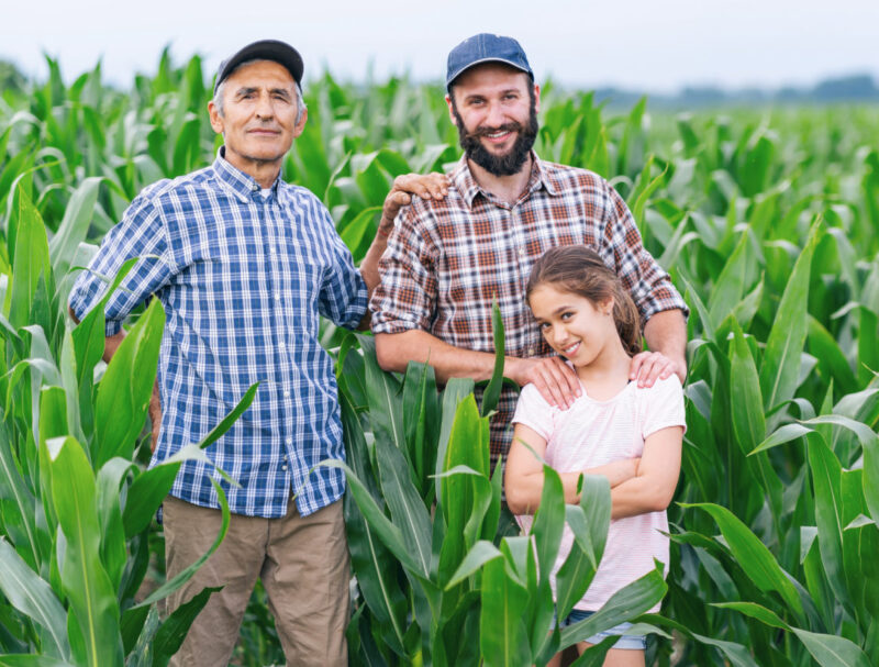 Elderly man, young man and a girl in the cornfield